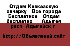 Отдам Кавказскую овчарку - Все города Бесплатное » Отдам бесплатно   . Адыгея респ.,Адыгейск г.